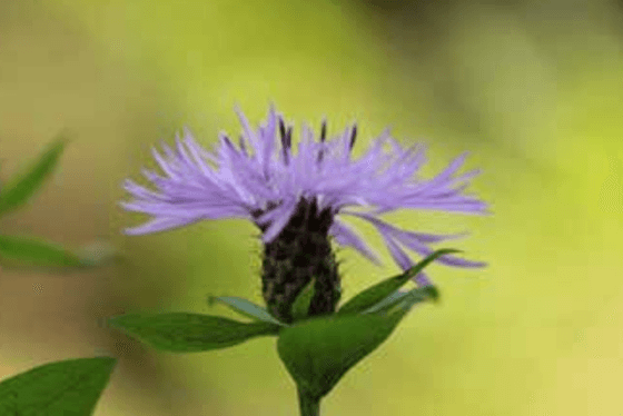 ÜLKEMİZİN NESLİ TÜKENMEKTE OLAN ENDEMİK ÇİÇEKLERİ SUNUŞ