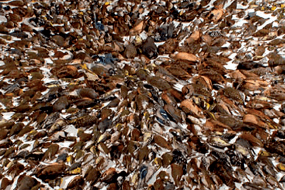 TÜRKİYE'NİN KUŞLARI - SUNUŞ