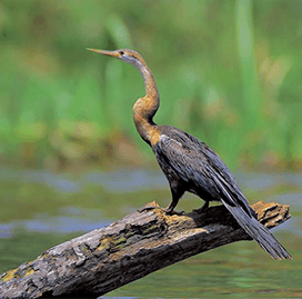 TÜRKİYE'NİN KUŞLARI