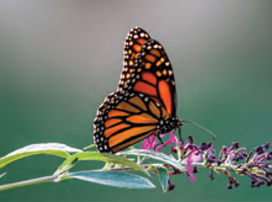 SUNUŞ-Prof.Dr. Yahya R. Laleli